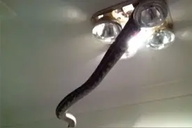 蛇是澳洲人们朝夕相处的“室友”？鞋子、马桶无处不在图片