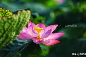 荷花照片怎么拍出炫目感？用好多重曝光和3个小技巧，你也变高手图片