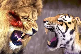 世界唯一虎狮虎兽满百天，老虎和狮子如何孕育了这个后代图片