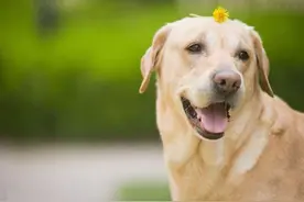 拉布拉多犬的训练方法，如何训练拉布拉多？图片