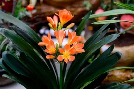 冬天的君子兰长不大，不开花，土壤里加点醋就能解决图片