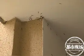 南昌：一开门心慌慌，小区虫子满地爬，居民门窗都不敢开图片
