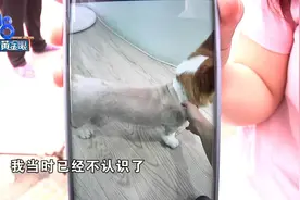 柯基狗毛被剃光，撸狗变撸光头？女儿为此哭了一夜图片