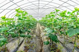 冬季地温低，根系活性差，植株容易黄头黄叶，这一做提高地温图片