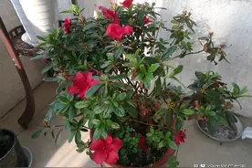 庚子四月初六，来阳台上看看杜鹃花、石竹和长寿花图片
