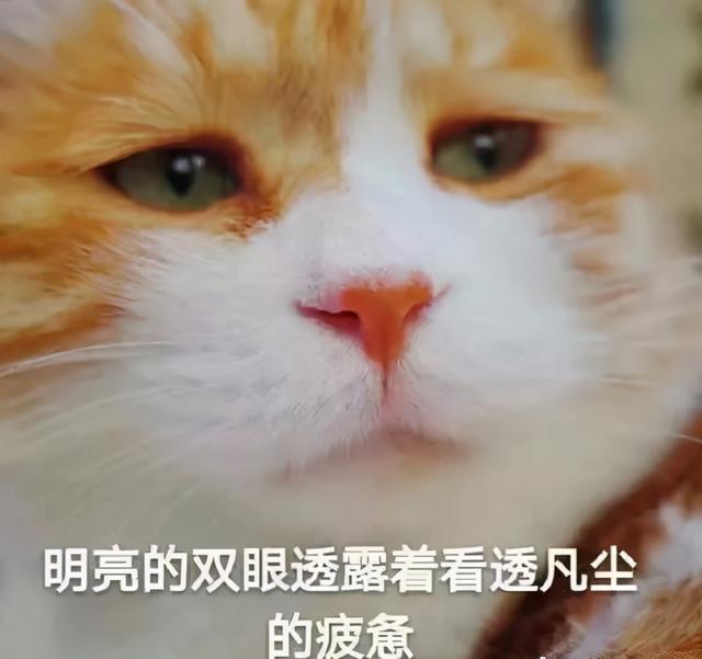 国产剧奇葩特效盘点！赵丽颖边变色边旋转，白敬亭都亲自下场吐槽