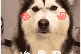 阿拉斯加的7个“可怕之处”，养过的人都怕了！你还想养吗？图片