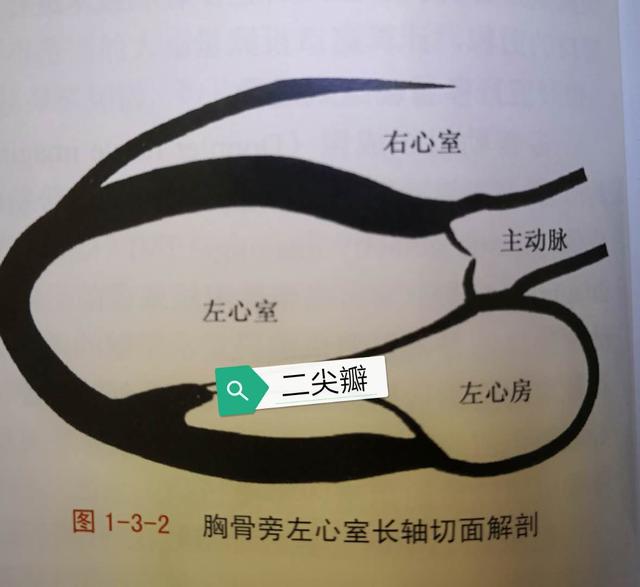 二尖瓣,三尖瓣轻度返流,是什么意思?该怎么办?