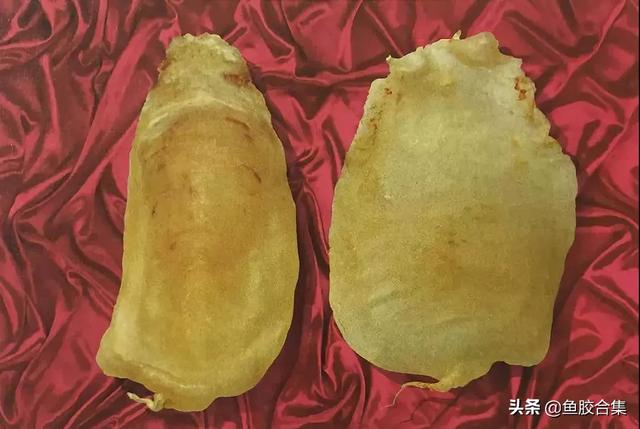 赤嘴鳘鱼胶功效作用 2026年赤嘴鳘鱼胶是什么鱼