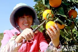 隆林“高山红美人柑橘”种植成功喜获丰收图片