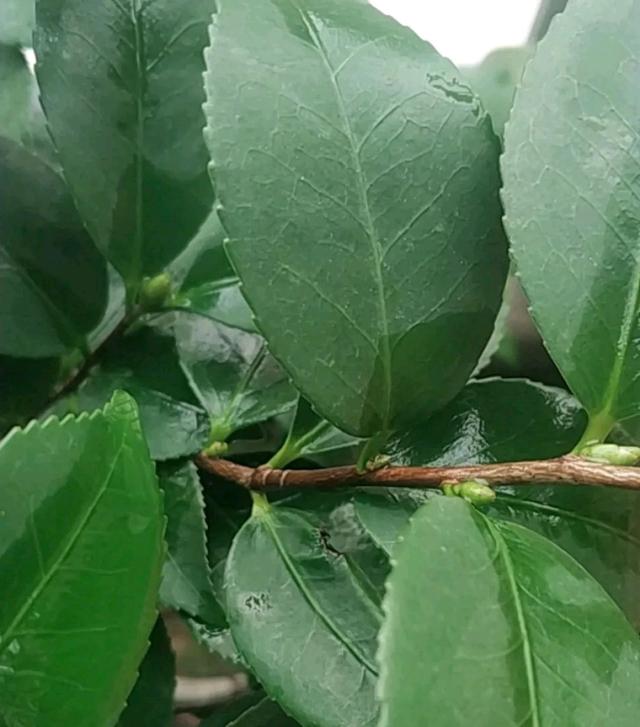 我的烈香茶花盆栽，叶片绿油厚实，最近发现有部分枯芽是怎么回事