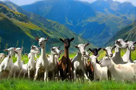 羊奶粉好不好？宝妈们看完这篇不再纠结图片