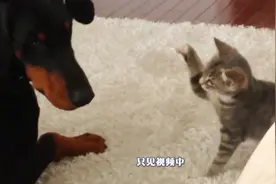 猫咪在狗狗面前舞狮，狗狗竟然还非常配合，一看在家地位就不高