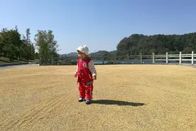 山东玉米价格再创新高中储粮停收 小麦拍卖再现资金身影图片