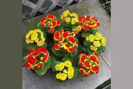 7种“贵气花”，个个“冷美人”，秋天一到，猛然“爆花”图片