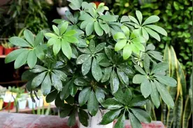 养鸭脚木，这个位置“剪一刀”，长得枝繁叶茂，株型更美观图片
