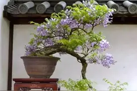 “寿命长”的11种花，好养寓意好，越养越值钱图片
