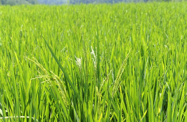 什么是氨基酸添加剂？氨基酸添加剂在饲料中的功效和作用有哪些？