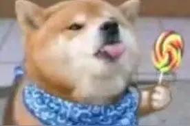 作为死亡标准的心跳停止“5分钟规则”得到了实验支持图片