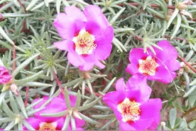 老年人求个生活有滋有味，过的充实丰富一点，就要常做一事图片