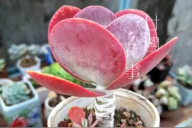 6种红色系多肉，易出状态，从春红到秋，值得拥有图片