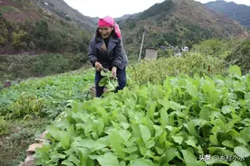 有机蔬菜的困惑：农民用粪水浇种的蔬菜不能吃？6句俗语饱含智慧图片