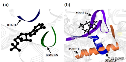 蛋白质翻译时如何确保选择正确的tRNA？