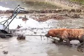 狗狗寄养在农村，以为会捣乱，父母打来电话：这狗再多买一条图片