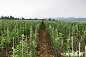 宝鸡建成全国最大矮砧苹果苗木生产基地，8天销售近4亿！图片