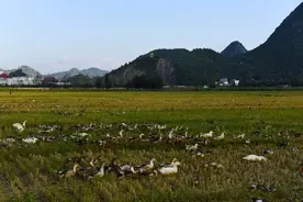 夜读 | 放鸭田野上，志在云天外图片