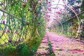 花星球主题公园 良辰美景奈何天，赏心乐事谁家院图片