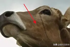 牛被宰杀时，为什么会流眼泪？其实它们一点也不傻图片