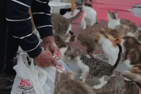 我下辈子，一定要去土耳其当一只猫图片