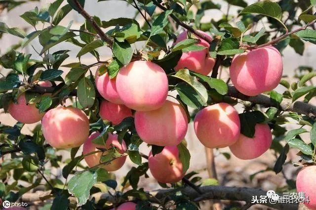 鑷繁灏辫兘閰嶅埗鍏ㄨ惀鍏绘皑鍩洪吀鍙堕潰鑲ワ紝浜ч噺鑳界炕鐣紝涓€瀛ｅ彧闇€鍠?閬? onerror=