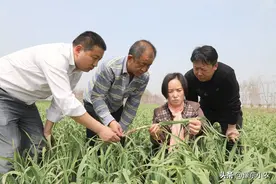 大蒜返青期除了喷施“套餐农药”，还需做好水肥管理才能稳产高产图片