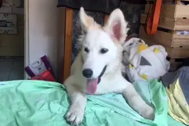 爱犬意外走失，主人天天寻找，23天后竟在狗肉馆发现了它图片