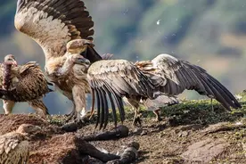 七种“最凶猛”的鸟，金雕仅排第六，真正的猛禽之王你见过吗图片