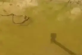 江西数名男子河中野泳，突遭两米眼镜蛇偷袭，一人被咬，毒性多大图片