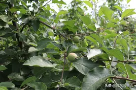 胶东乡村影像：72岁的老两口，在苹果园里忙着套袋图片