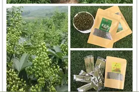 一马平川青花椒，农民致富快车道图片