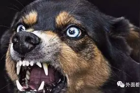 人人都可能遇见百分百致死率的病——狂犬病图片