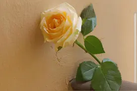 其实，男人是否打心底里深爱着你，很明显图片