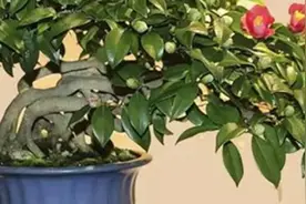 茶梅花养殖方法图片