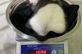 新加坡首只大熊猫宝宝满月啦图片