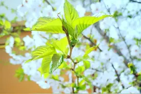 这300个最常用的成语(二)      没掌握快来看！推荐收藏图片