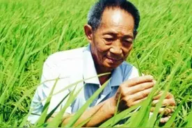 杂交水稻大战“太空水稻”！太空培育的水稻，产量会不会更高？图片