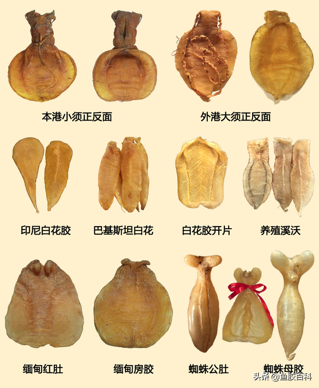 花胶的等级 2026年花胶的等级区分