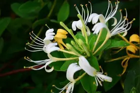 金银花盆栽种植，需注意这“5点”，做到位，花开茂盛，越长越高图片