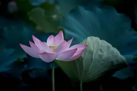 识人：一个人总是独来独往，无非是出于这四种心态图片