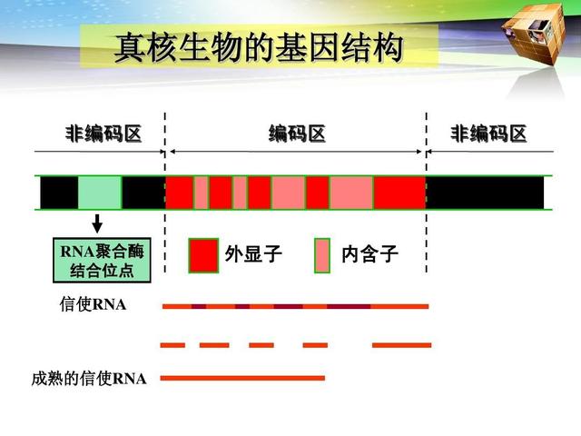 「原创」高三生物：真核生物基因结构及突变分析解析